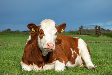 Obraz premium Lying relaxed cow. Brown and white, comfortable ruminating heifer in the middle of a meadow and a sunset sky.
