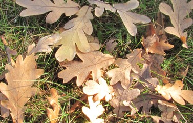 dry fallen leaves with dew drops