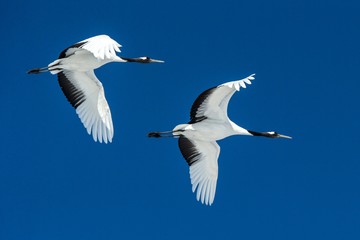 Red crowned cranes (grus japonensis) in flight with outstretched wings against blue sky, winter, Hokkaido, Japan, japanese crane, beautiful mystic national white and black birds, elegant animal