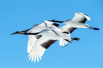 Fototapeta na wymiar Red crowned cranes (grus japonensis) in flight with outstretched wings against blue sky, winter, Hokkaido, Japan, japanese crane, beautiful mystic national white and black birds, elegant animal