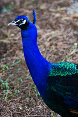 Fototapeta premium peacock with feathers out