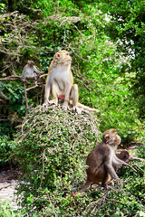 Fototapeta na wymiar monkeys in the wild on monkey island. Vietnam. Nha Trang. Hon lao island
