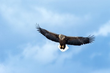 White-tailed eagle in flight, eagle flying against blue sky with clouds in Hokkaido, Japan, silhouette of eagle at sunrise, majestic sea eagle, wallpaper, bird isolated silhouette, birding in Asia