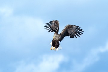 White-tailed eagle in flight, eagle flying against blue sky with clouds in Hokkaido, Japan, silhouette of eagle at sunrise, majestic sea eagle, wallpaper, bird isolated silhouette, birding in Asia