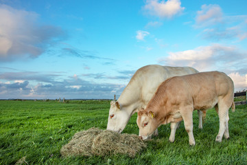 Two beef cows, white blonde aquitaine eating straw on a meadow, side view and far horizon, under a blue sky in Holland, total shot.