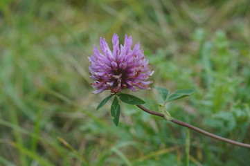 beatifull pink Northern clover flower in the forest