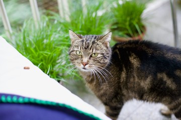 Cute tabby cat on a balcony with cat grass