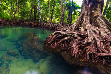 Mangrove trees along the turquoise green water