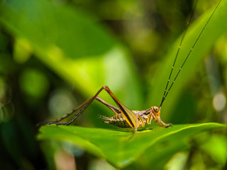 grasshopper on grass