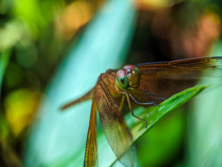 dragonfly on leaf