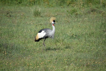 Black Crested Crane Standing Tall, Nakuru, Kenya