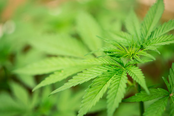 cannabis marijuana plants