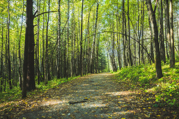 Pathway through beautiful summer forest with different trees