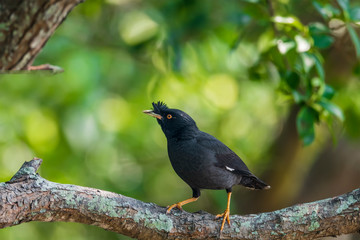 Crested Myna (Formal Name: Acridotheres cristatellus)