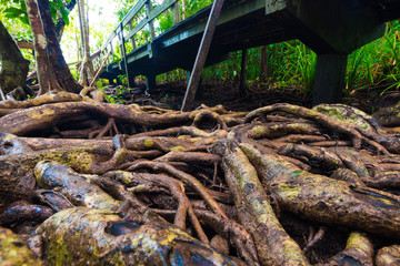 Mangrove trees along the turquoise green water