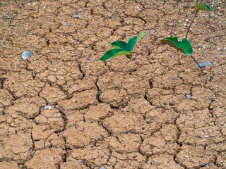 plant growing trough dry soil