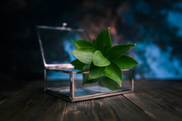 glass box with plant