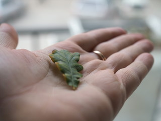 small leaf oak on their fingertips. variable focus