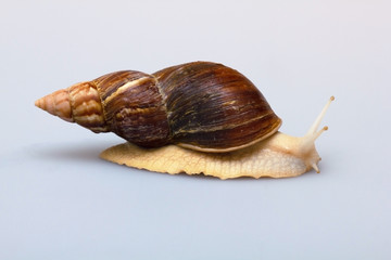 Giant African snail Achatina on white background. Achatina snail close up. Tropical snail Achatina fulica with shell.