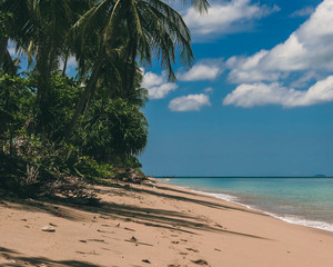 tropical beach with palm trees
