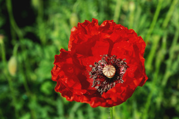 Red poppy flower ( Papaver rhoeas )