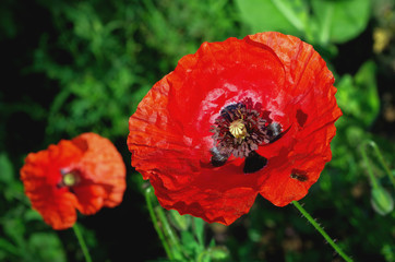Red poppy flower ( Papaver rhoeas )