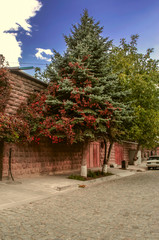 The cobblestone old road and the silver spruce growing on the sidewalk are covered with the bright autumn red leaves of wild grapes
