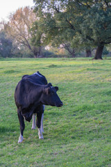 Young bull on the meadows in the evening hours.