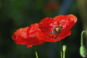 Red poppy flower ( Papaver rhoeas )