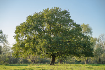 Fototapeta premium Sublime, even tree in the meadows in the evening hours.