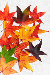 Colorful autumn leaves of sweet gum tree on the light stone background. (Liquidambar styraciflua). Nature background.