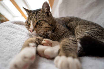 Obraz premium Katze am Relaxen