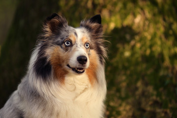 Sheltie vor Baum
