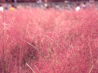Beautiful Pink Muhly Grass Fields in Korea