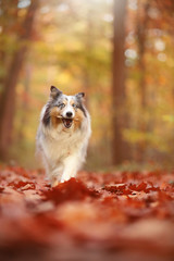 Sheltie apportiert Stöckchen