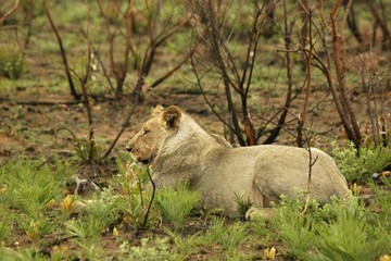 Lioness (Panthera leo)  in green bush and looking for the rest of her pride in morning sun. Green bush in background.