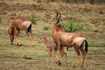 Red hartebeest, Alcelaphus buselaphus caama or Alcelaphus caama with a small baby walking in dry Kalahari sand in Kalahari desert, dry grass in background.