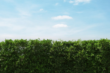 green hedge fence with bright sky