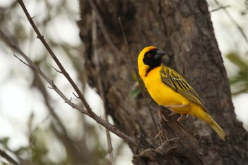 The southern masked weaver or African masked weaver (Ploceus velatus) sitting in the grass.Southern masked weaver in morning sun after rain.
