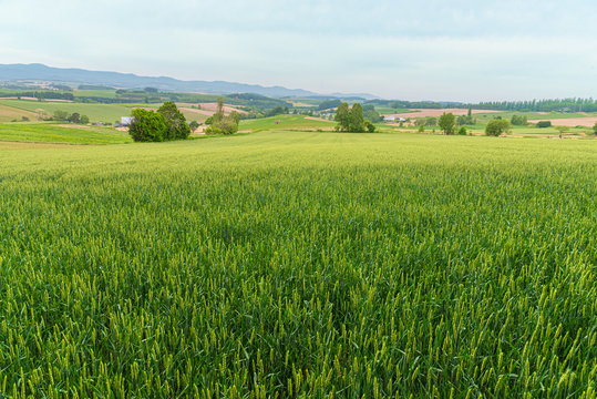 美瑛の丘 一面に広がる麦畑のイメージ  北海道美瑛町