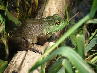 Bull Frog