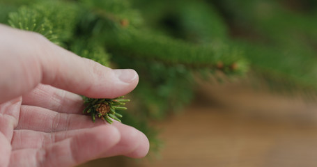 young man hand touching spruce twigs