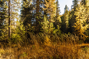 Autumn magic. The golden larches frame the magical colors of the woods in the Dolomites. Cortina d'Ampezzo. Italy
