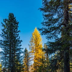 Autumn magic. The golden larches frame the magical colors of the woods in the Dolomites. Cortina d'Ampezzo. Italy