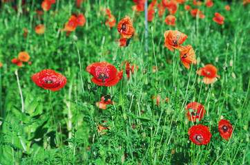 Red poppy flowers ( Papaver rhoeas )