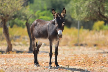 schönes Griechenland