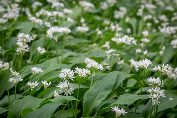 A Carpet of Wild Garlic