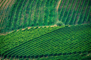 Top angle view on green vineyards in Piedmont, Italy