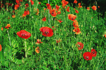 Fototapeta na wymiar Red poppy flowers ( Papaver rhoeas )