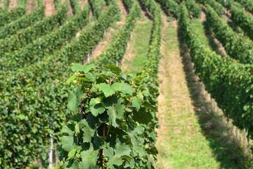 Fototapeta na wymiar Weinbau an der Mosel - Trier, Rheinland-Pfalz, Deutschland, Europa